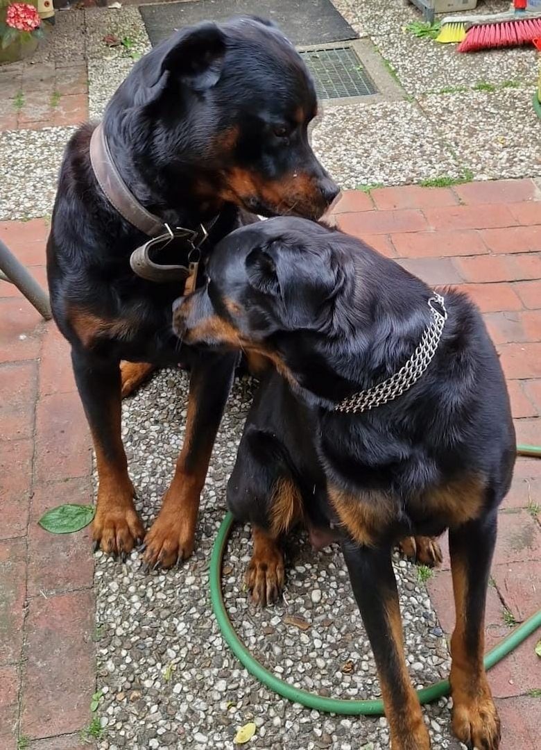Entzückende Rottweiler Welpen Entzückende Rottweiler Welpen