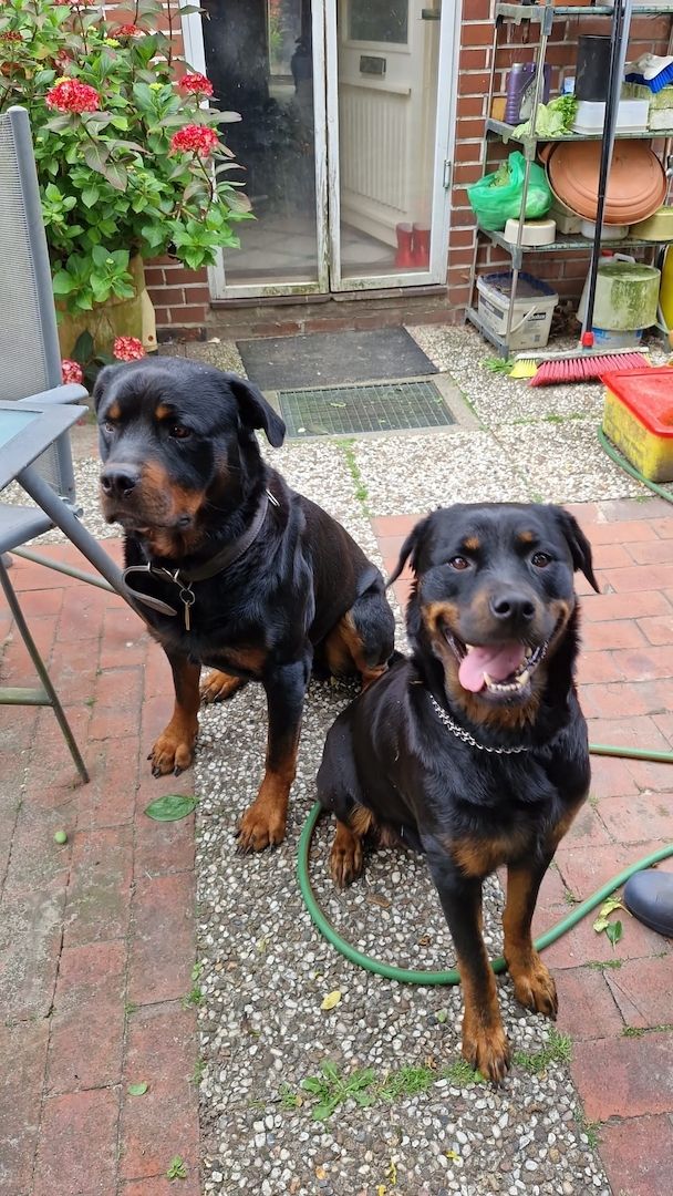 Entzückende Rottweiler Welpen Entzückende Rottweiler Welpen