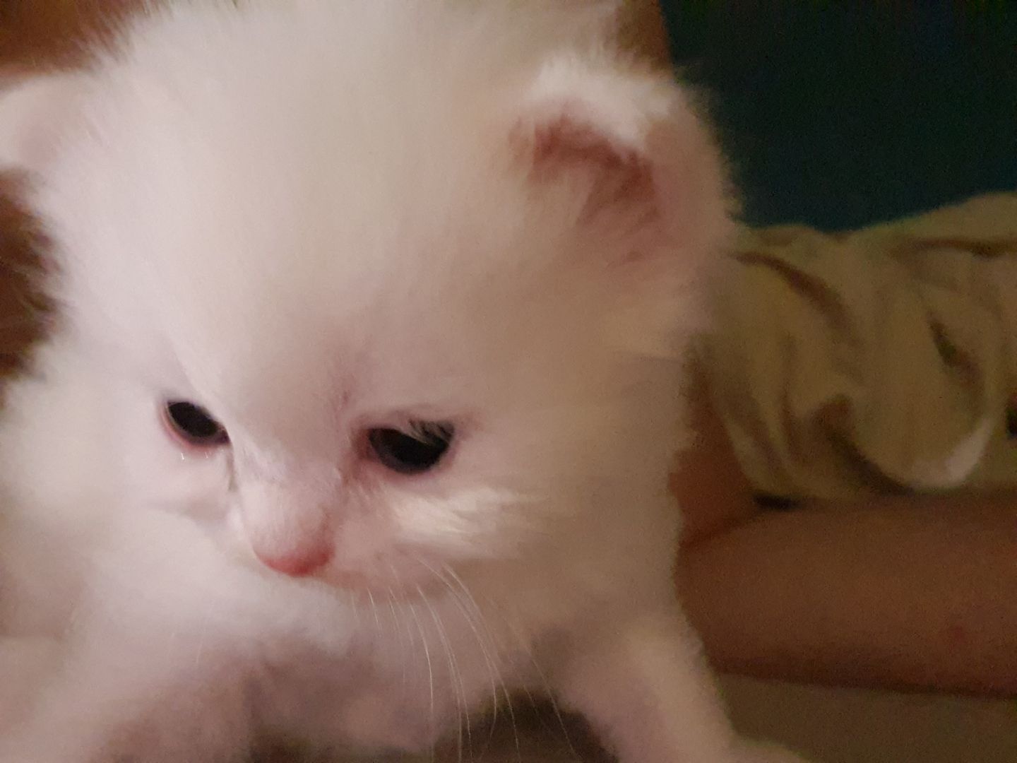 Katzenbabys suchen neues Zuhause!