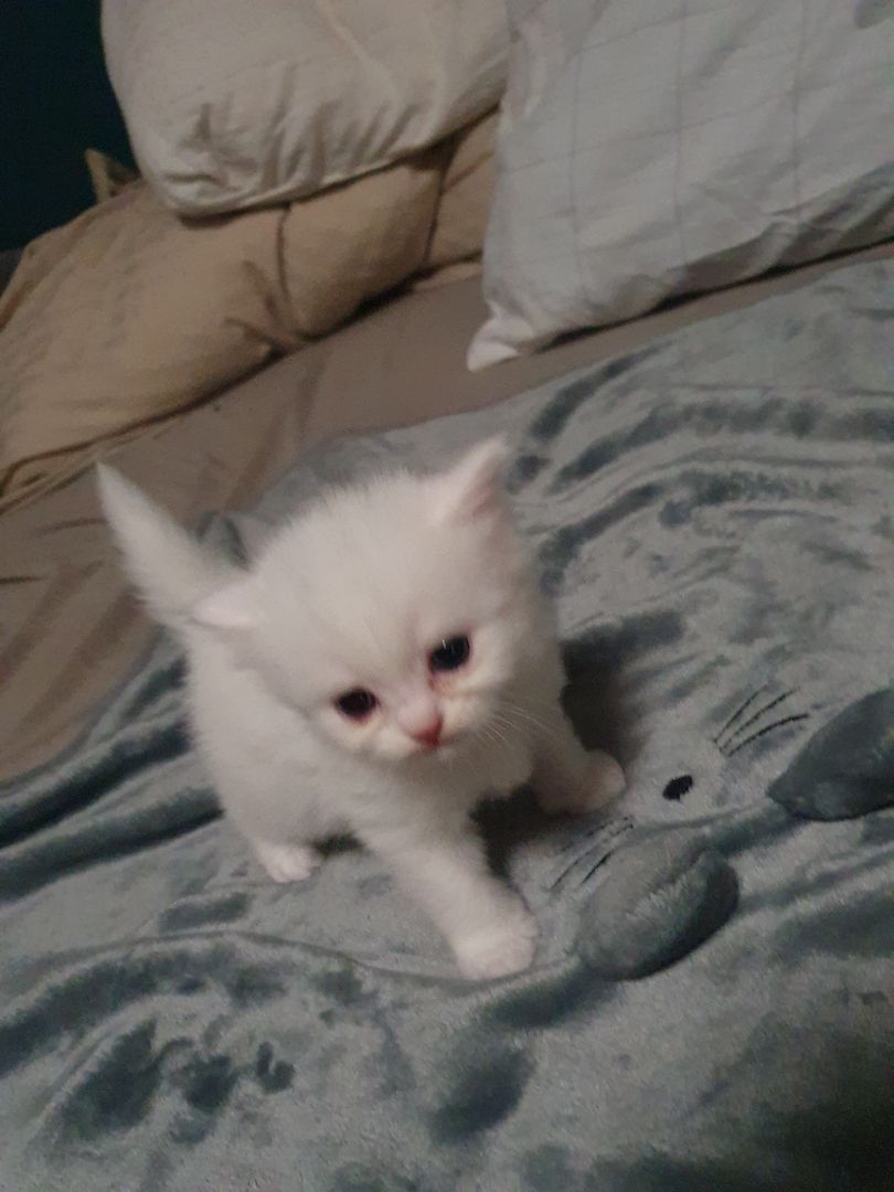 Katzenbabys suchen neues Zuhause!