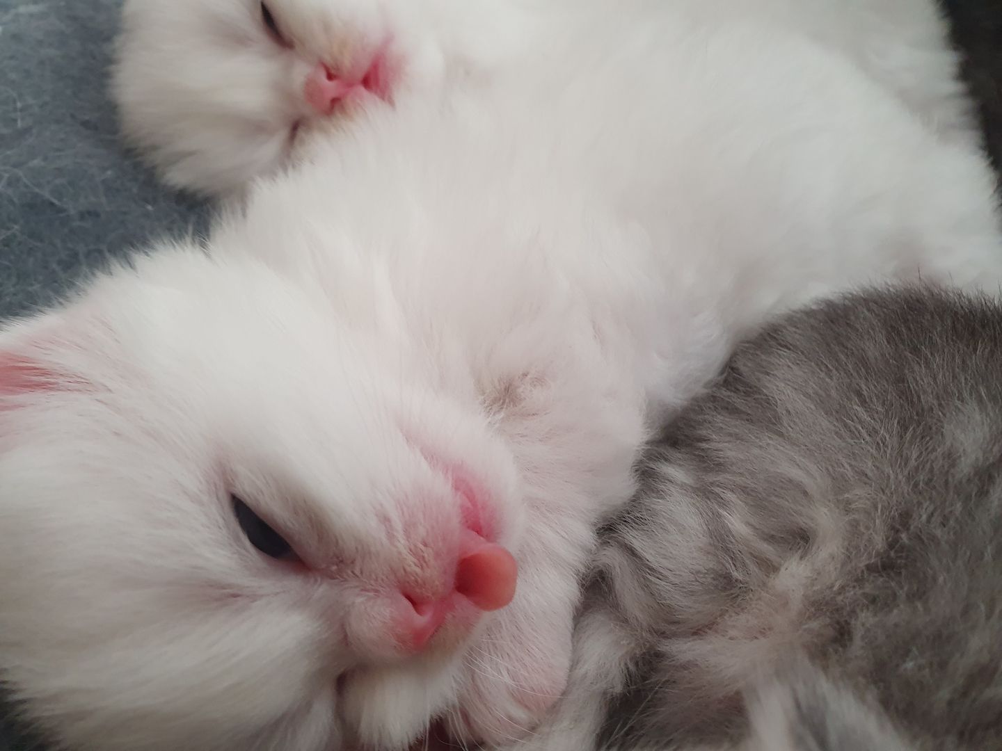 Katzenbabys suchen neues Zuhause!