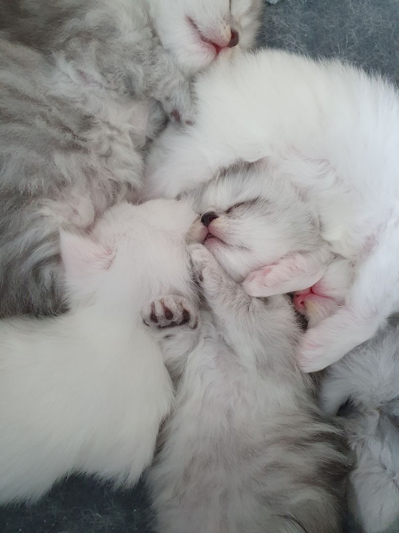 Katzenbabys suchen neues Zuhause!