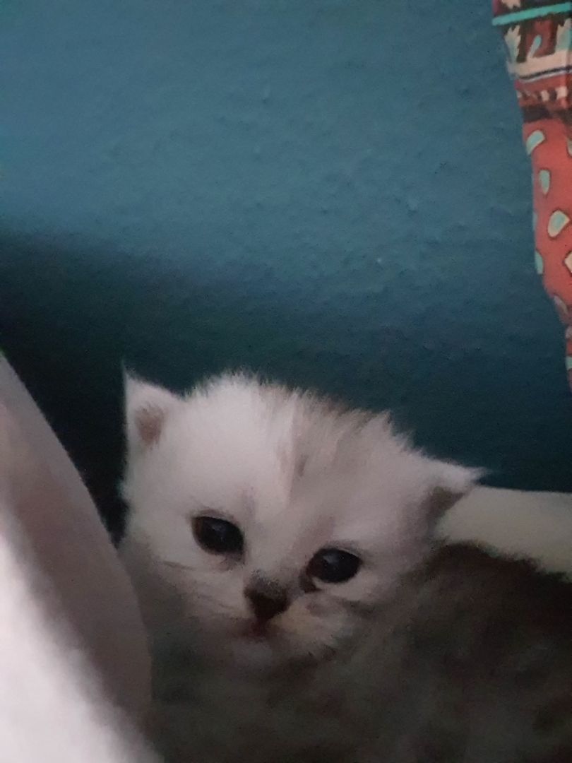 Katzenbabys suchen neues Zuhause!