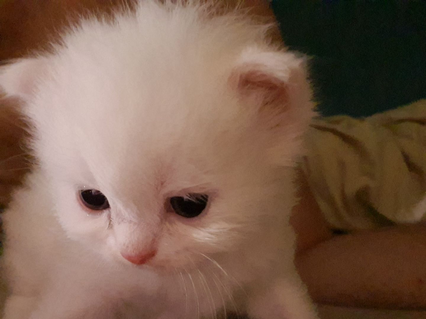 Katzenbabys suchen neues Zuhause!