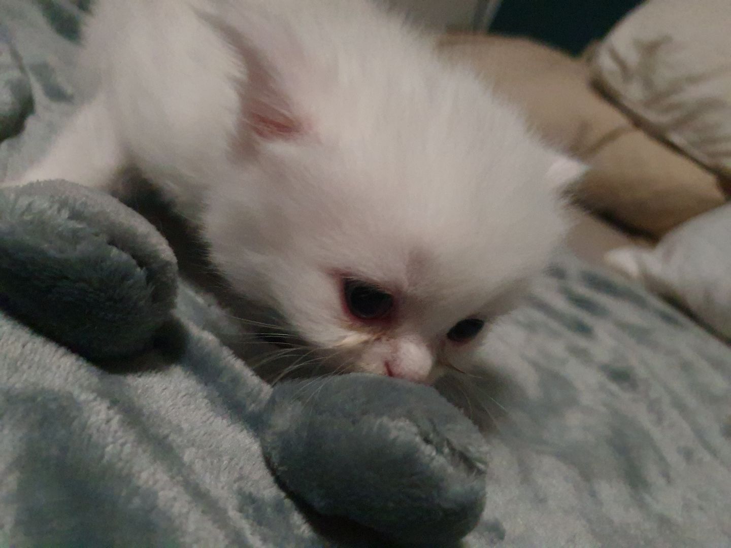 Katzenbabys suchen neues Zuhause!