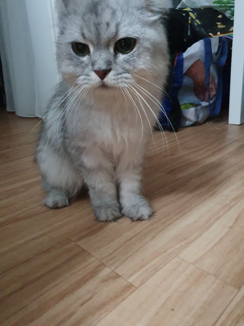 Katzenbabys suchen neues Zuhause!