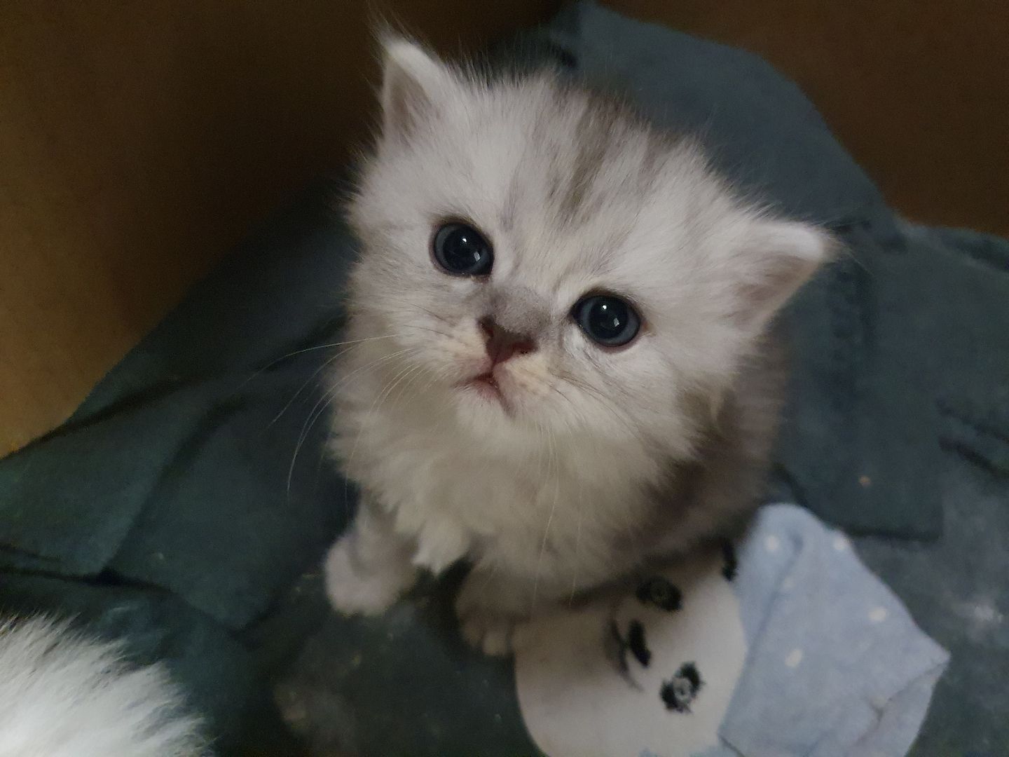 Katzenbabys suchen neues Zuhause!