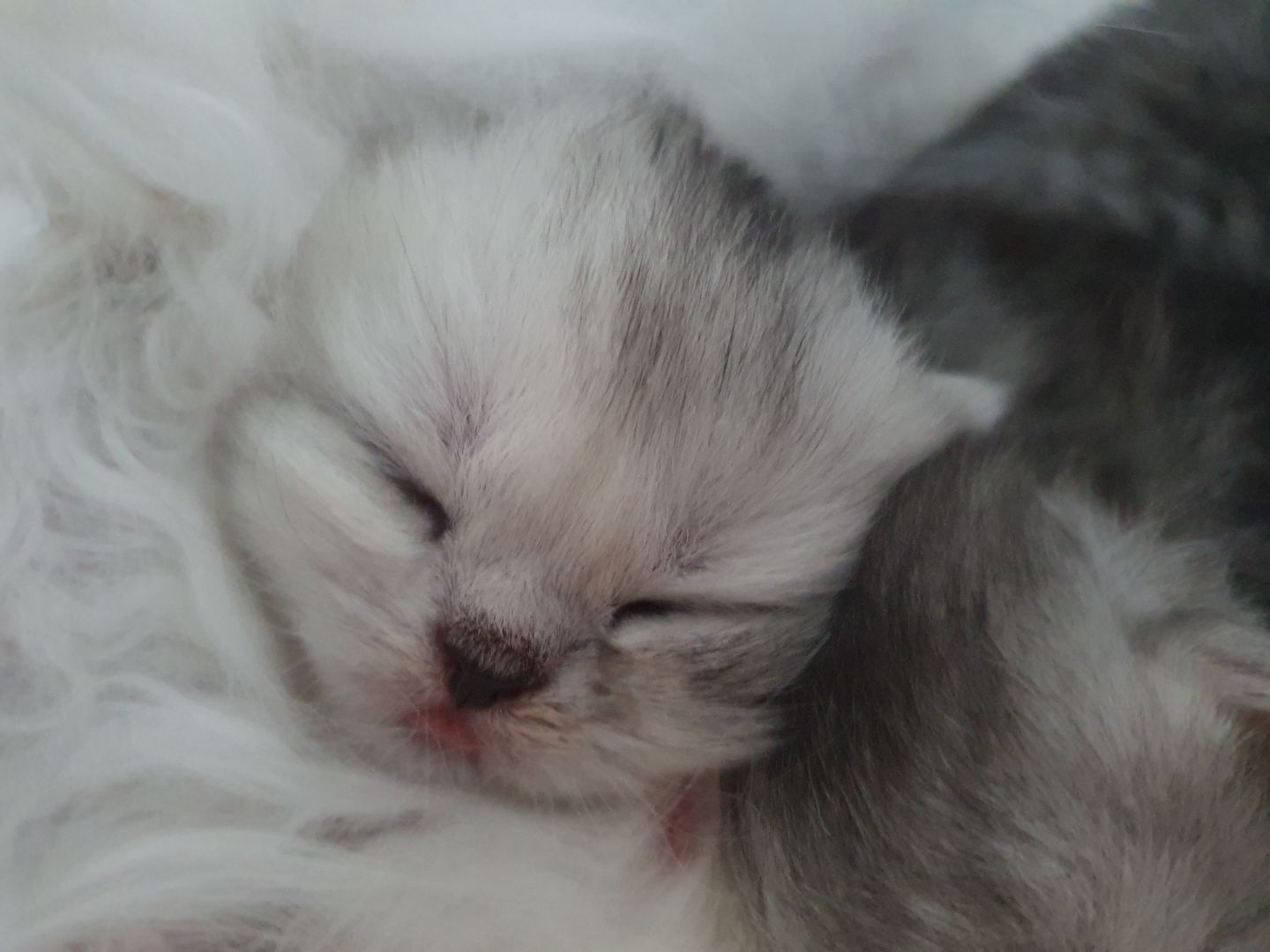 Katzenbabys suchen neues Zuhause!