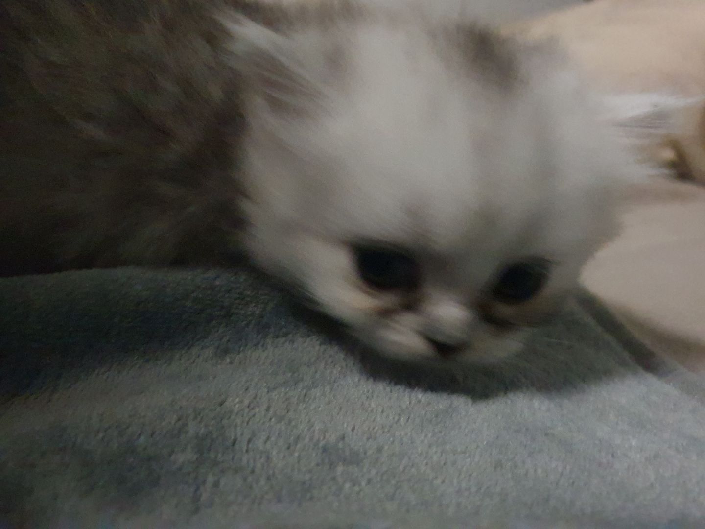 Katzenbabys suchen neues Zuhause!