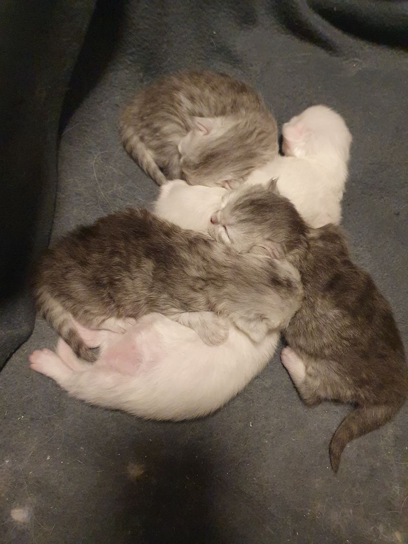 Katzenbabys suchen neues Zuhause!