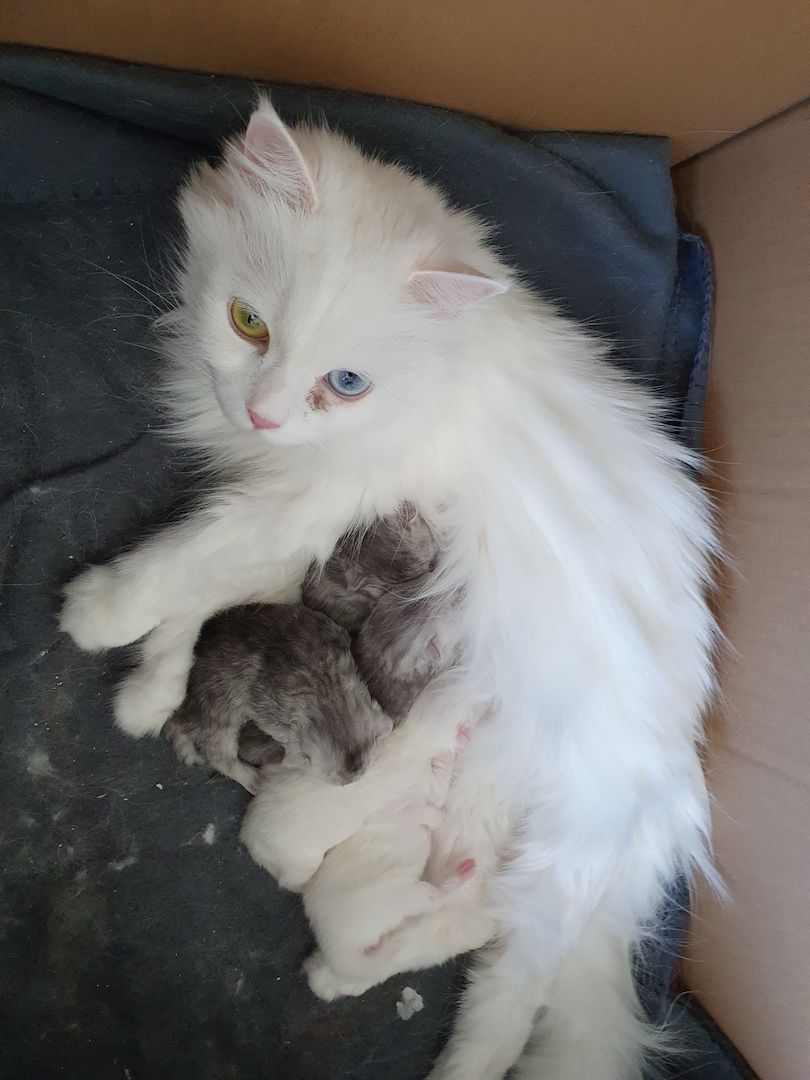 Katzenbabys suchen neues Zuhause!