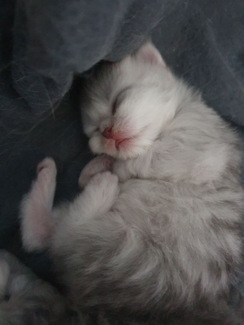 Katzenbabys suchen neues Zuhause!