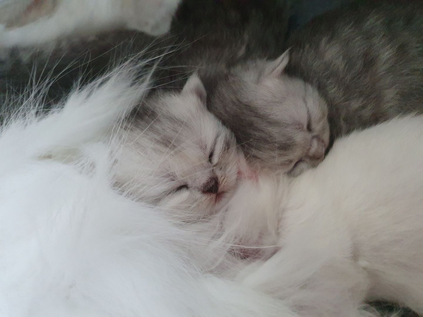 Katzenbabys suchen neues Zuhause!