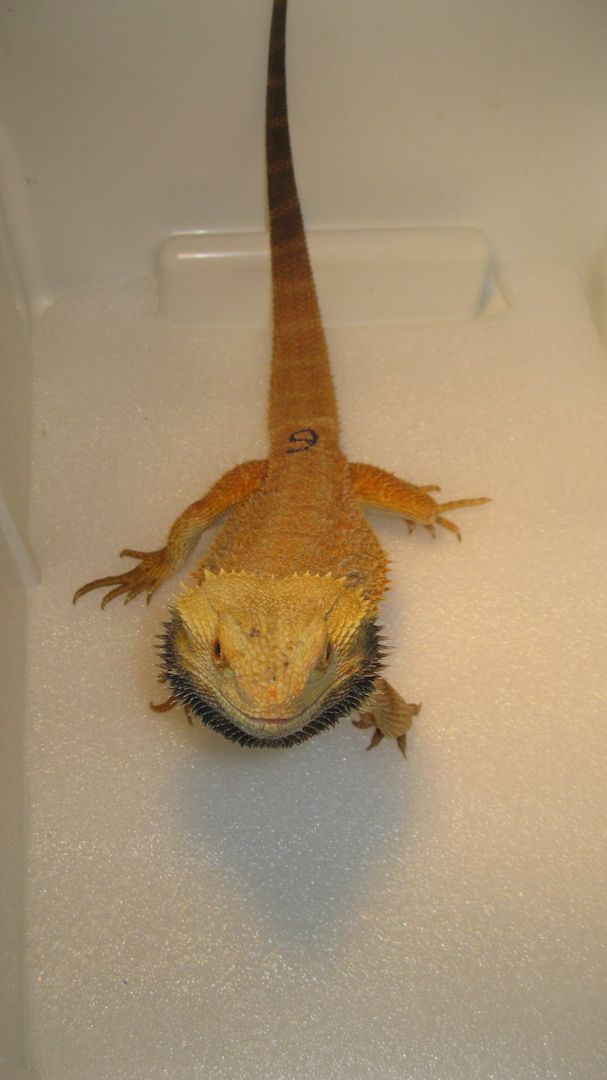 Biete Farb-Bartagamen-Nachzuchten von 05/2023 und 07/2023