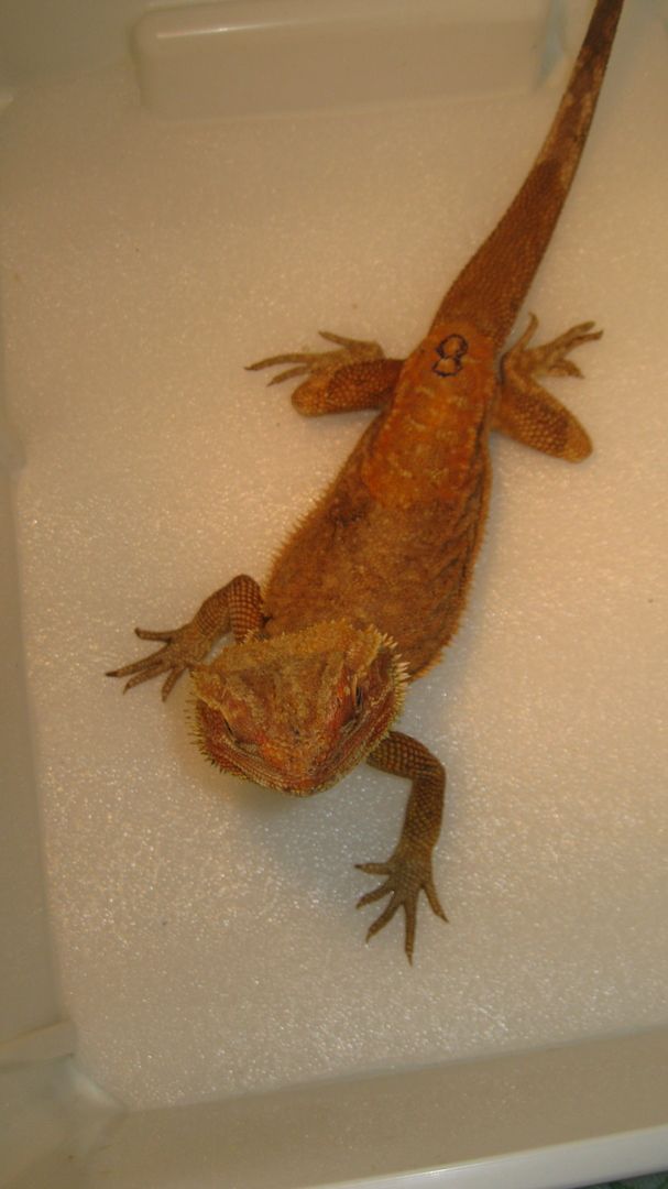 Biete Farb-Bartagamen-Nachzuchten von 05/2023 und 07/2023