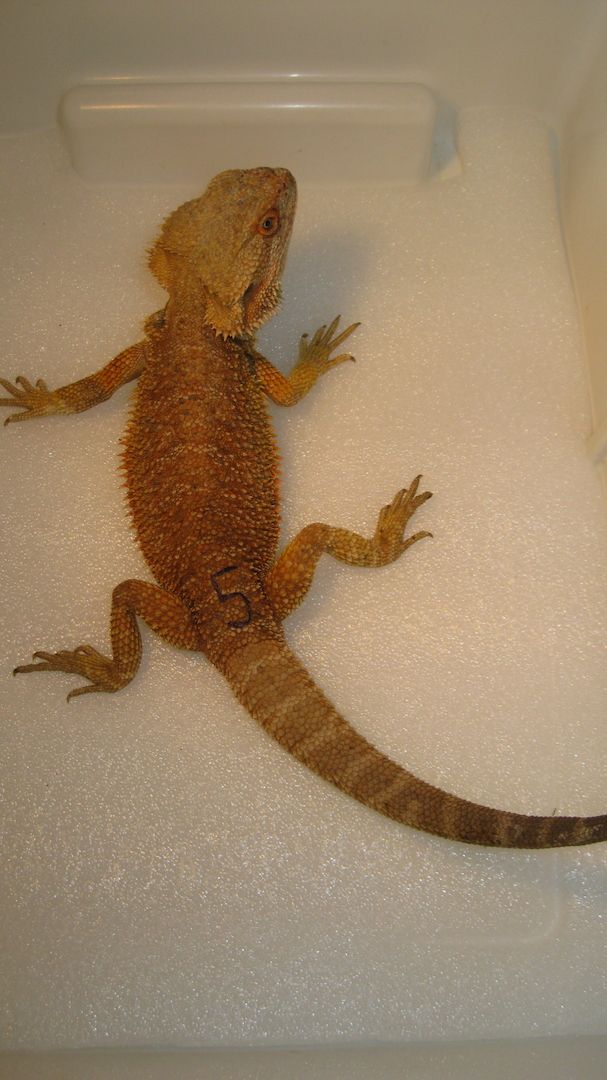 Biete Farb-Bartagamen-Nachzuchten von 05/2023 und 07/2023