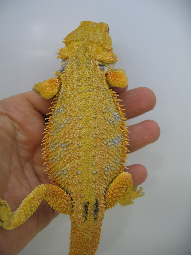 Biete Farb-Bartagamen-Nachzuchten von 05/2023 und 07/2023