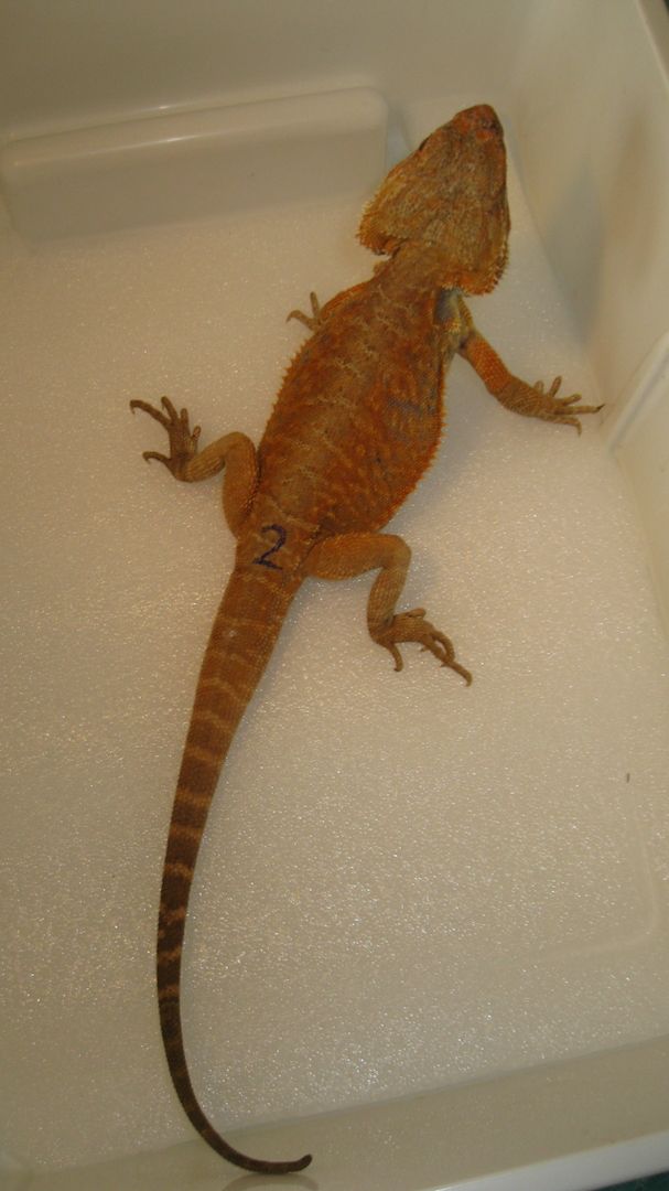 Biete Farb-Bartagamen-Nachzuchten von 05/2023 und 07/2023