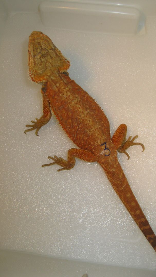 Biete Farb-Bartagamen-Nachzuchten von 05/2023 und 07/2023