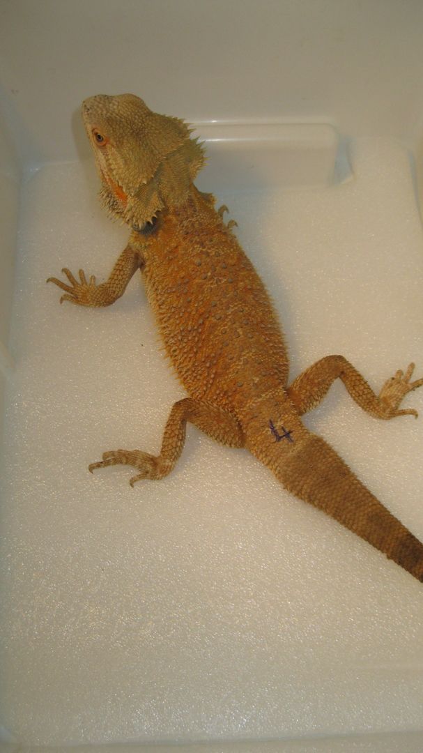 Biete Farb-Bartagamen-Nachzuchten von 05/2023 und 07/2023