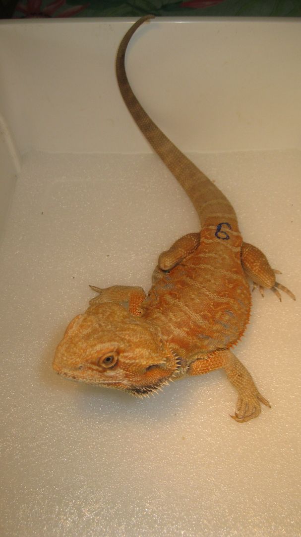 Biete Farb-Bartagamen-Nachzuchten von 05/2023 und 07/2023