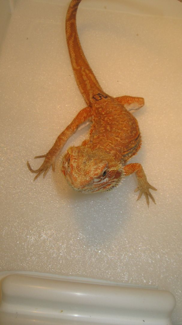 Biete Farb-Bartagamen-Nachzuchten von 05/2023 und 07/2023