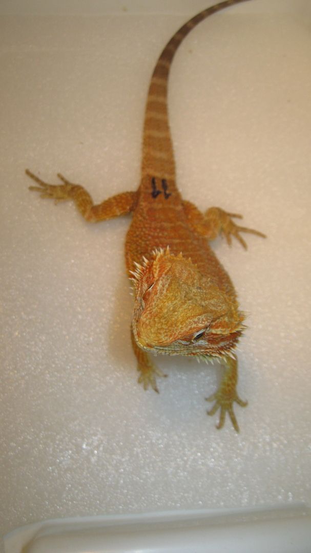 Biete Farb-Bartagamen-Nachzuchten von 05/2023 und 07/2023