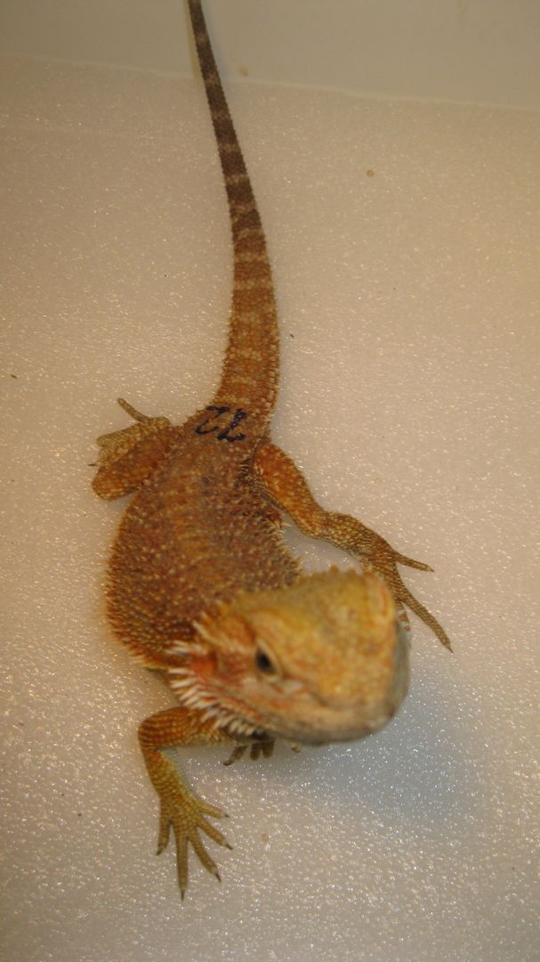 Biete Farb-Bartagamen-Nachzuchten von 05/2023 und 07/2023