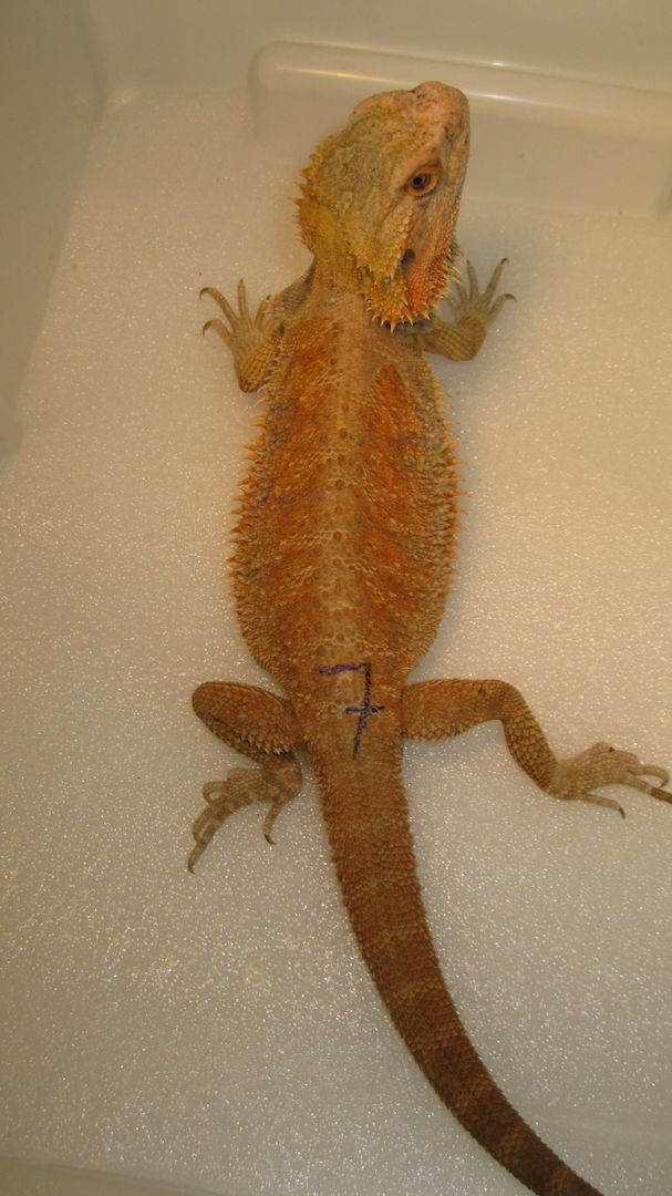 Biete Farb-Bartagamen-Nachzuchten von 05/2023 und 07/2023