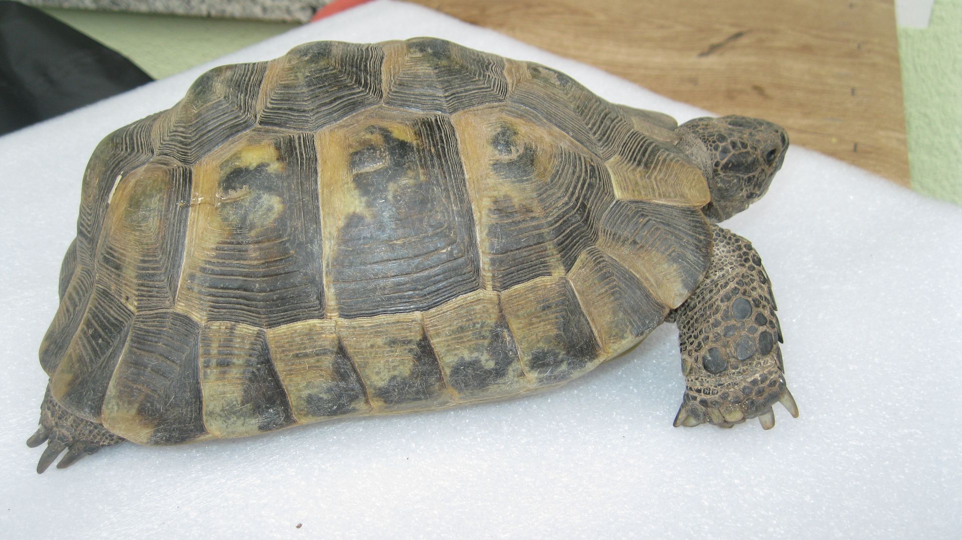 Biete Maurische Landschildkröte - Bock - Biete Maurische Landschildkröte - Bock -