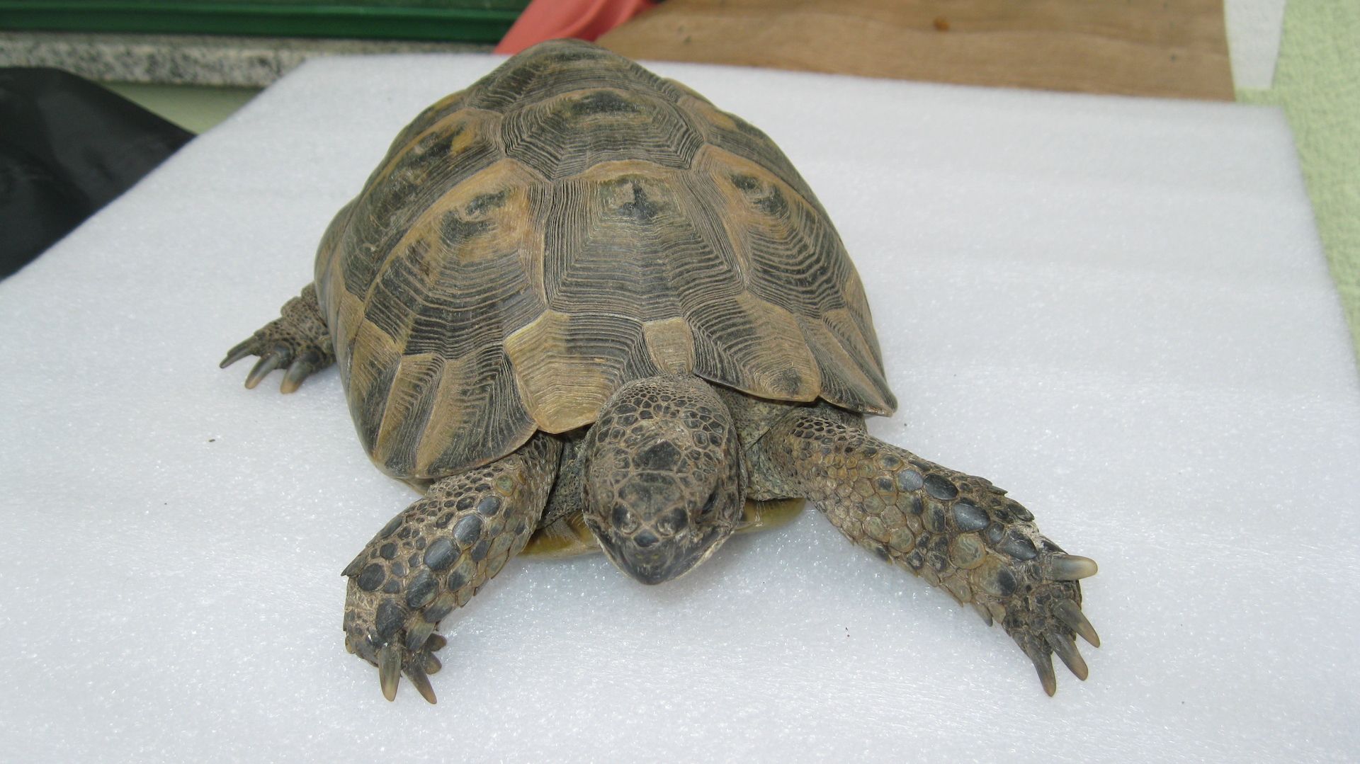 Biete Maurische Landschildkröte - Bock - Biete Maurische Landschildkröte - Bock -