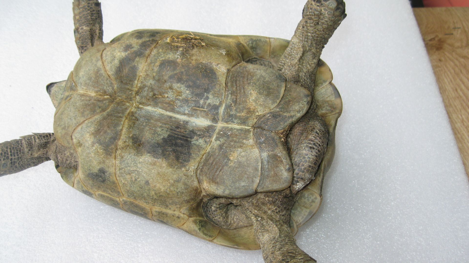 Biete Maurische Landschildkröte - Bock - Biete Maurische Landschildkröte - Bock -