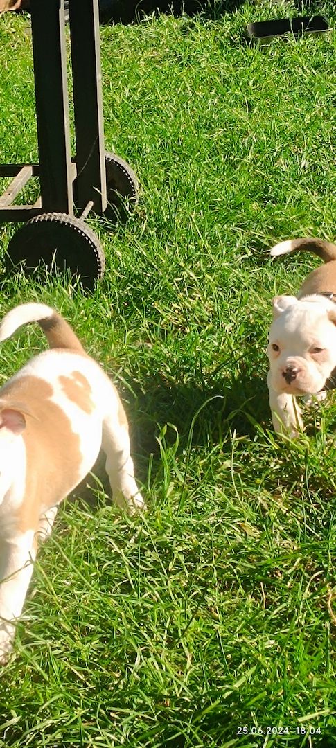 Old english Bulldog Old english Bulldog