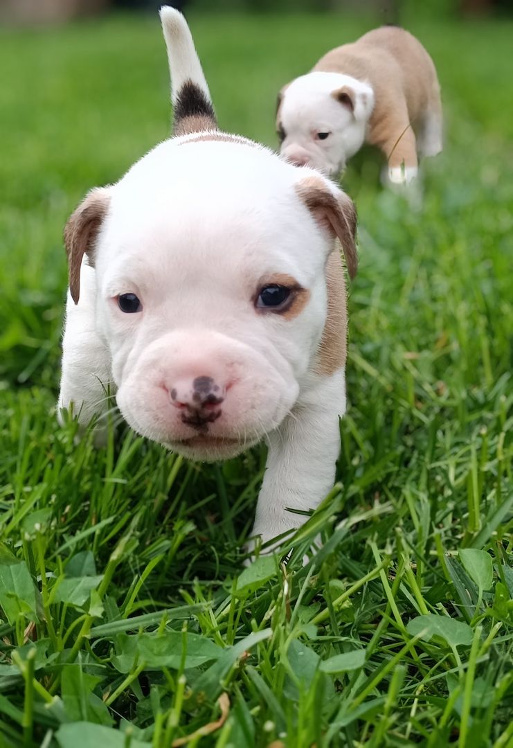 Old english Bulldog Old english Bulldog