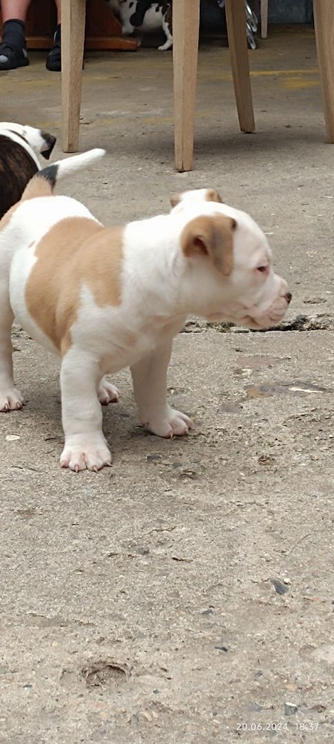 Old english Bulldog Old english Bulldog