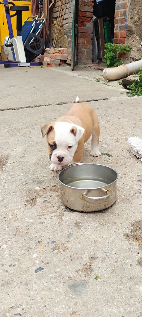 Old english Bulldog Old english Bulldog
