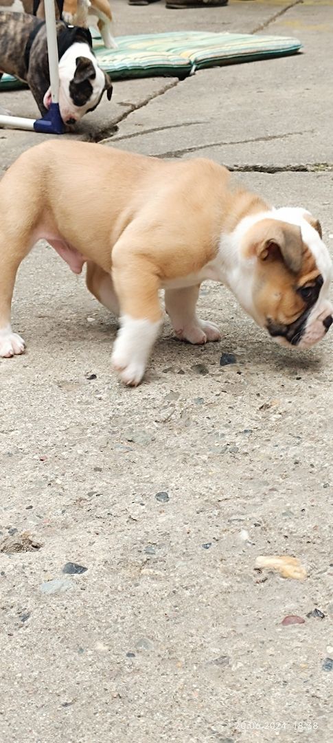 Old english Bulldog Old english Bulldog