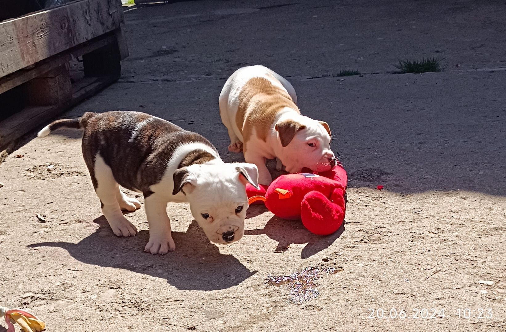 Old english Bulldog Old english Bulldog