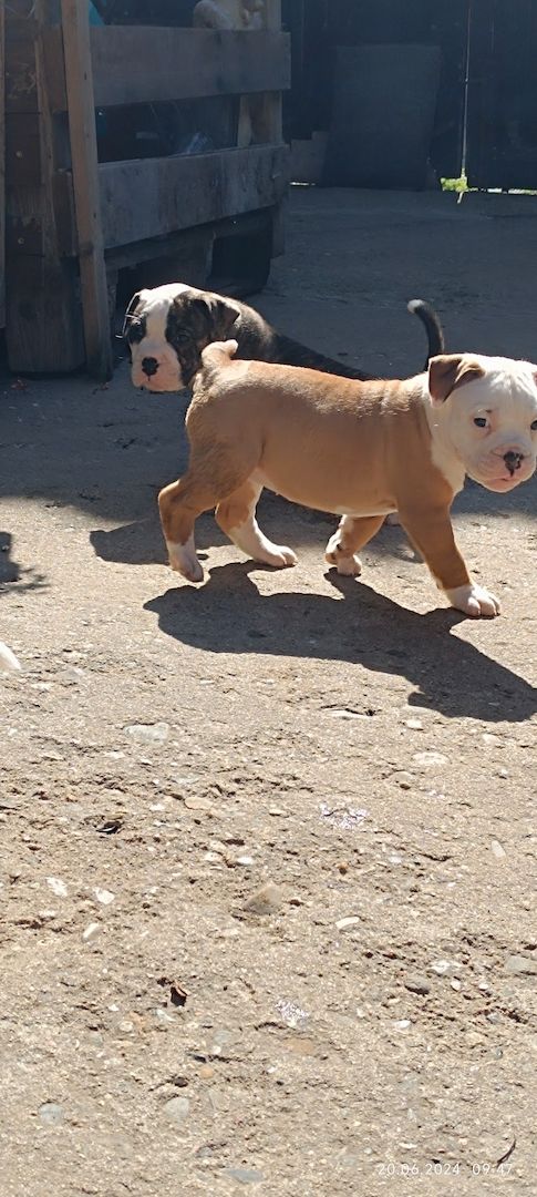 Old english Bulldog Old english Bulldog