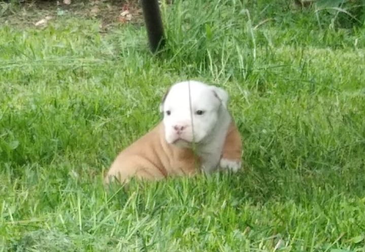 Old english Bulldog Old english Bulldog