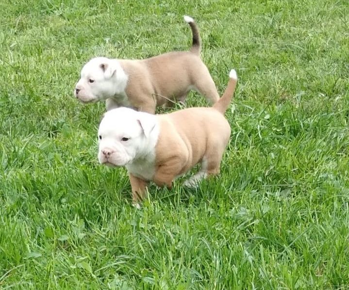Old english Bulldog Old english Bulldog
