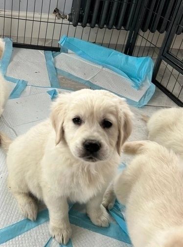 Nette Golden Retriever Welpen Nette Golden Retriever Welpen