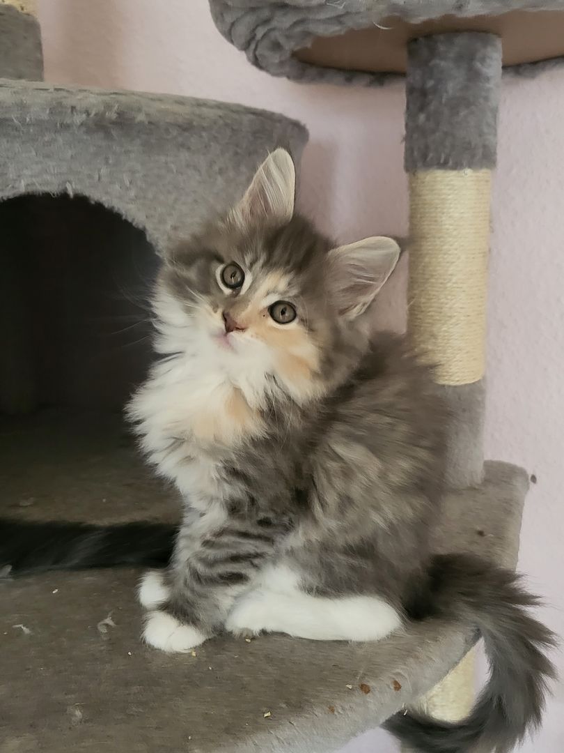 Maine coon Kitten