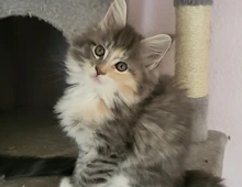 Maine coon Kitten