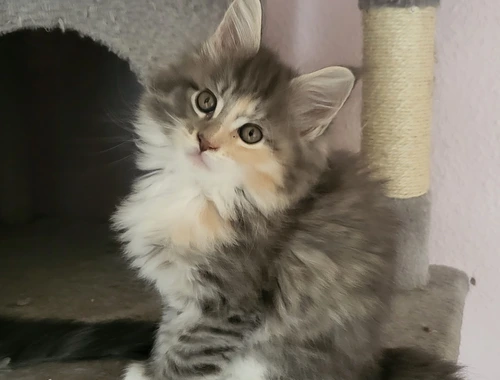 Maine coon Kitten