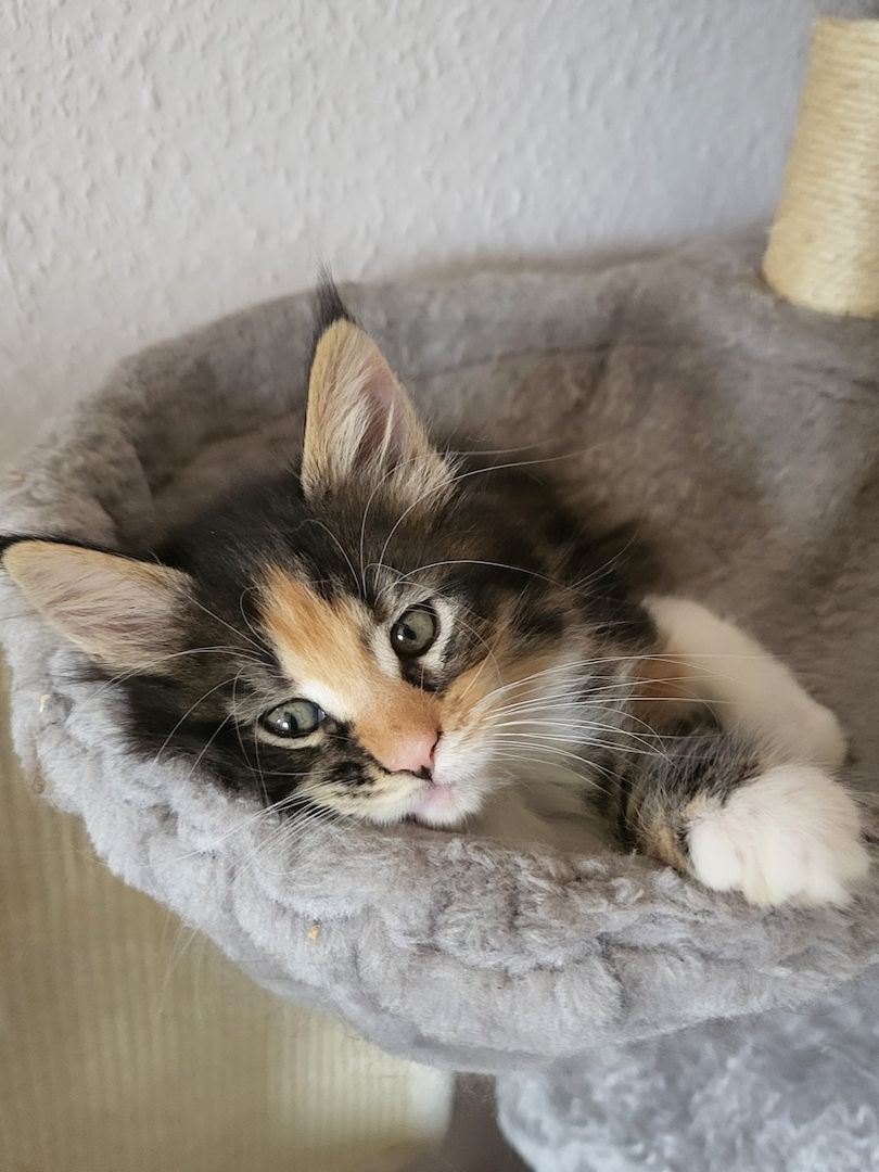 Maine coon Kitten