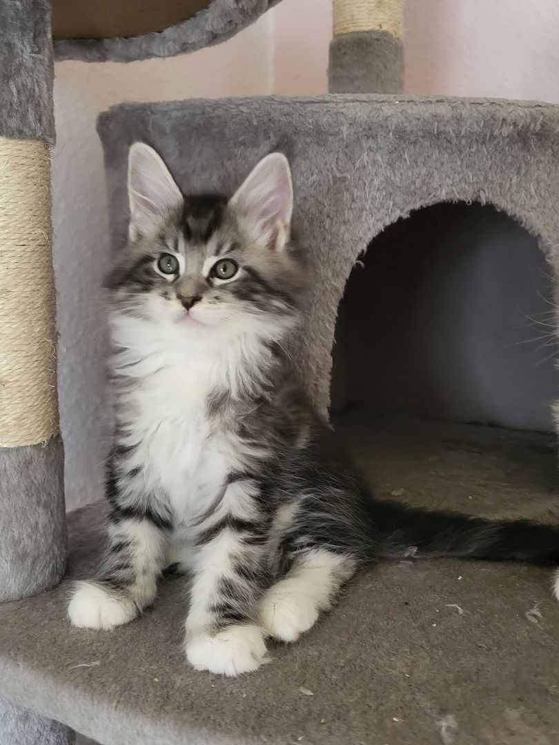 Maine coon Kitten