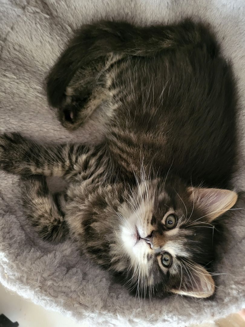 Maine coon Kitten