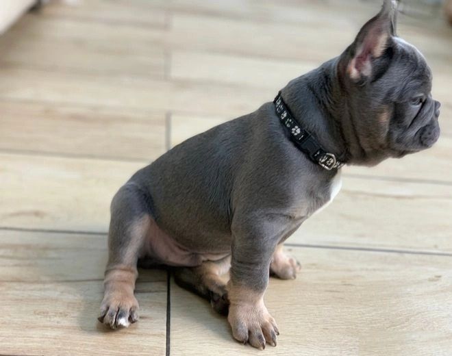 Französische Bulldoggenwelpen suchen ein gutes Zuhause