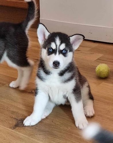 Wunderschöne Siberian Husky Welpen suchen ein gutes Zuhause